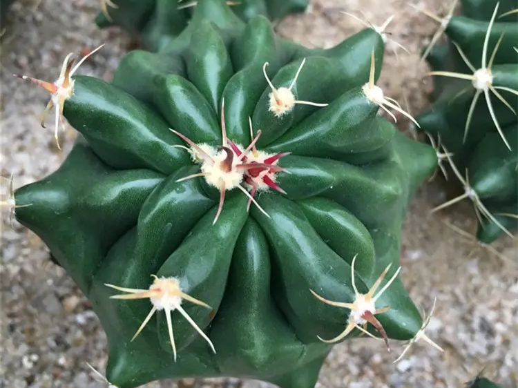 十大最贵仙人球:珍稀品种与收藏价值