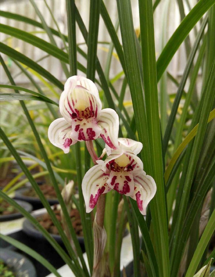 莲瓣兰铭品——剑阳蝶,花容端庄,着花频繁,性状稳定,值得一养