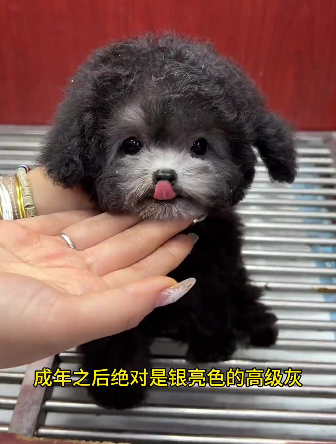 给家人们看一只可爱的垂耳灰色泰迪