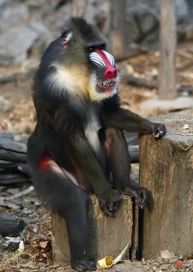 俗话说宁遇豺狼不碰山魈山魈是什么为什么让人忌惮呢