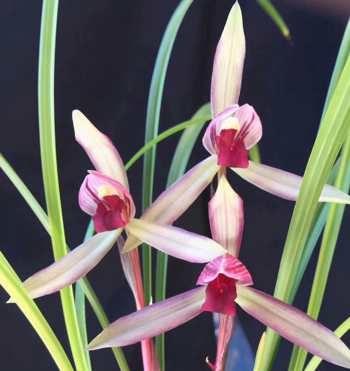 春兰滇红素,顶级品种,红花浓香,被誉为兰花界的经典