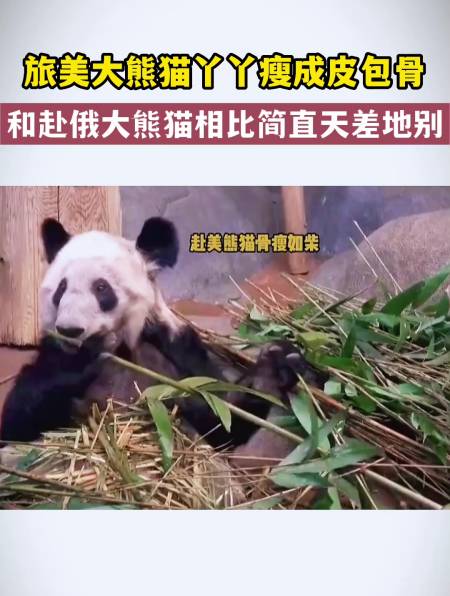 旅美大熊猫丫丫瘦成皮包骨和赴俄大熊猫相比简直天差地别