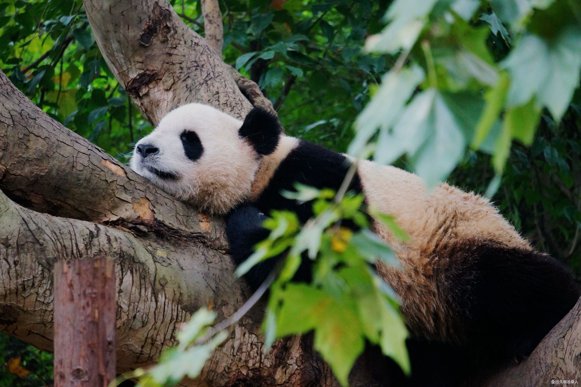 大熊猫是中国国家象征之一,因其稀有性和珍贵性,可爱的外表,保护价值