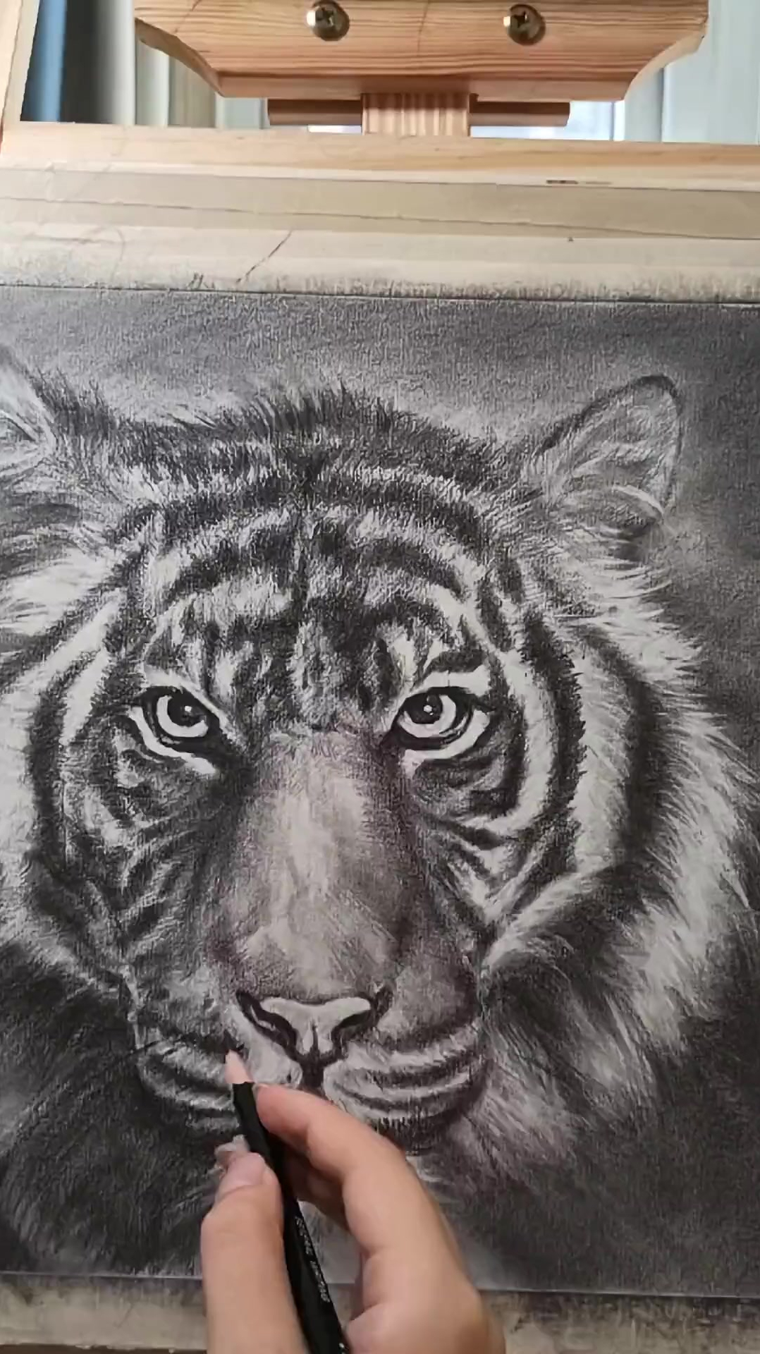 素描老虎让世界看见我们的要强