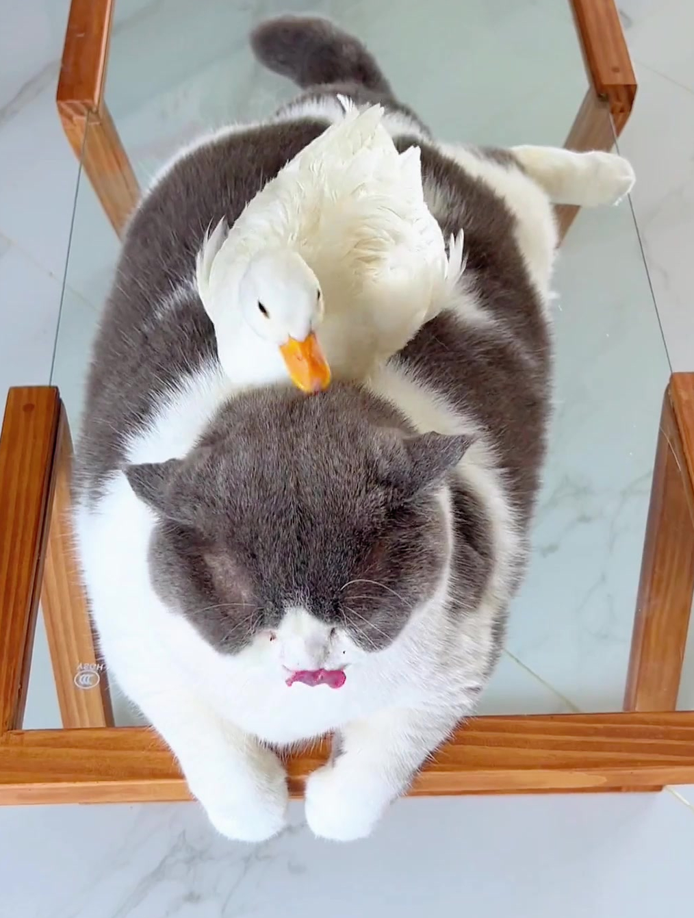 小鸭又在吃猪耳朵了,鸭子天天欺负胖子,这猪猫吃啥长大的