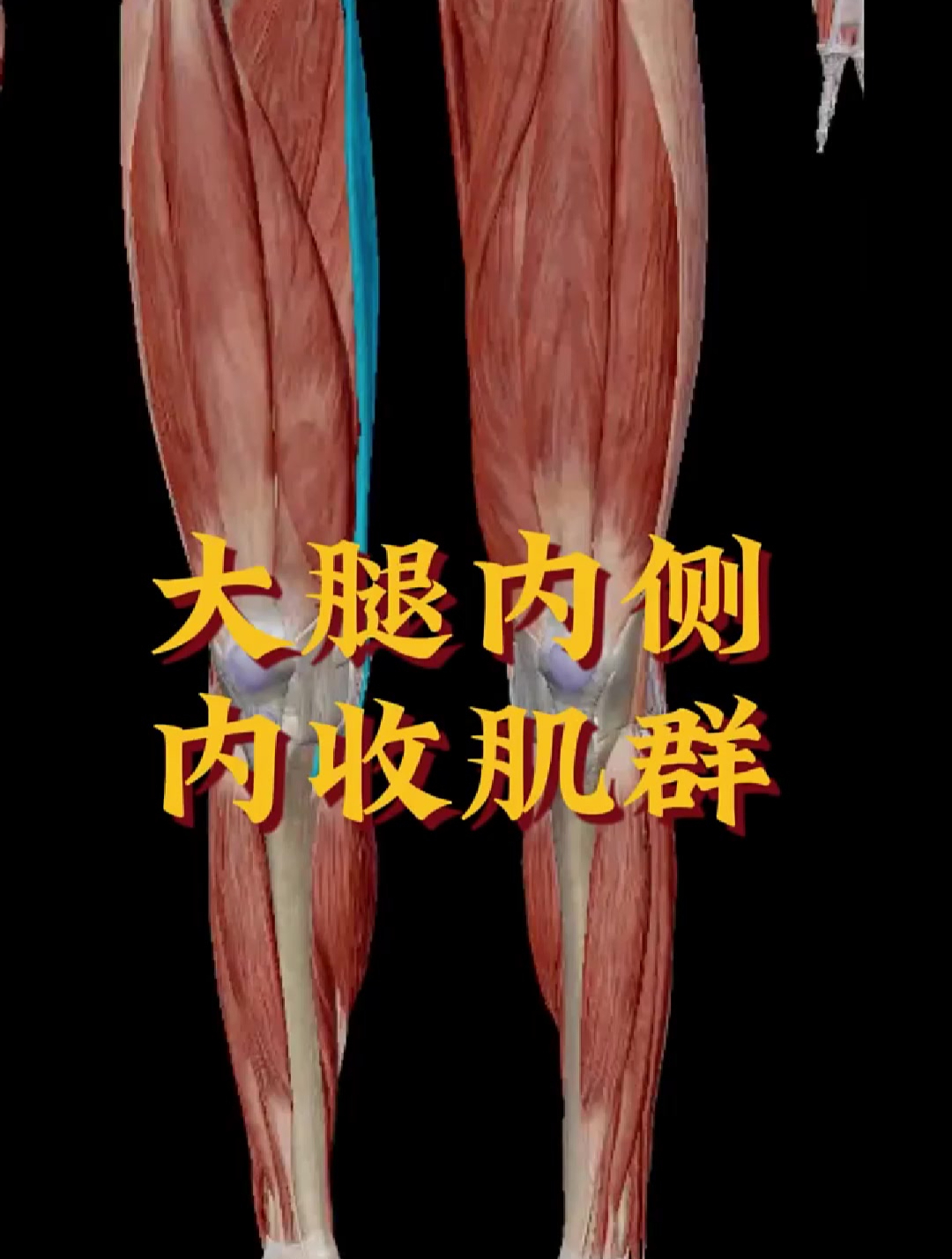 肌肉解说:大腿内侧,内收肌群