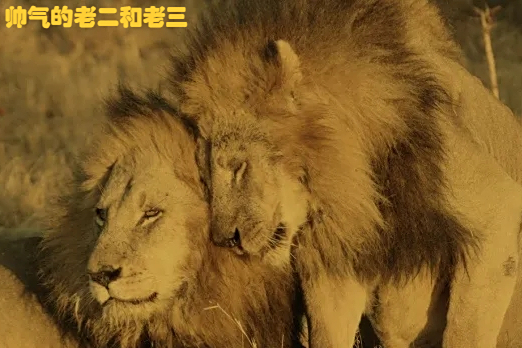 传奇狮群坏男孩联盟