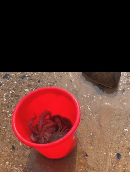 小章赶海连续抓到两只深海大八爪鱼,上来就吐墨攻击,太生猛了!-度小视