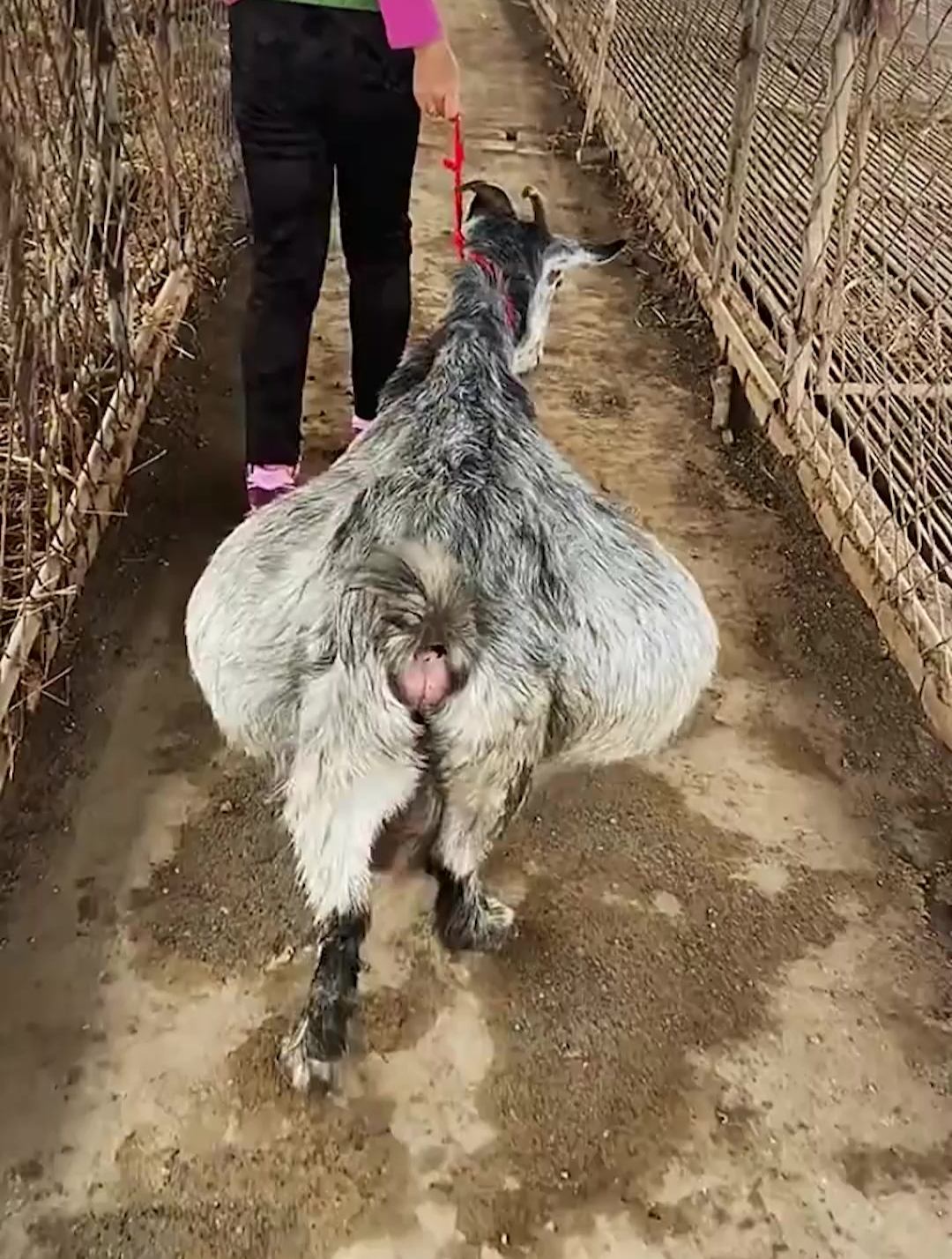 老铁们看一下,这一只怀孕青山羊大母羊,看看这一窝能下几只?-度小视