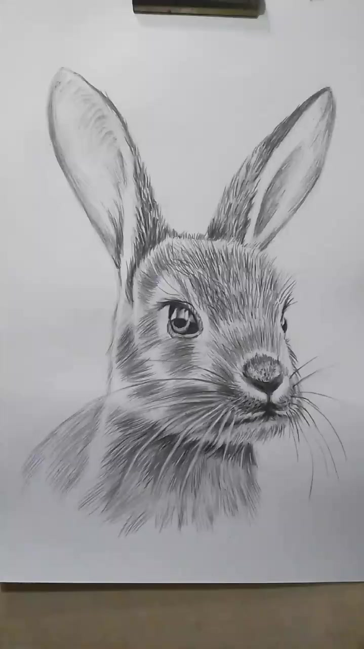 素描动物简单易学的素描动物兔子画法-度小视
