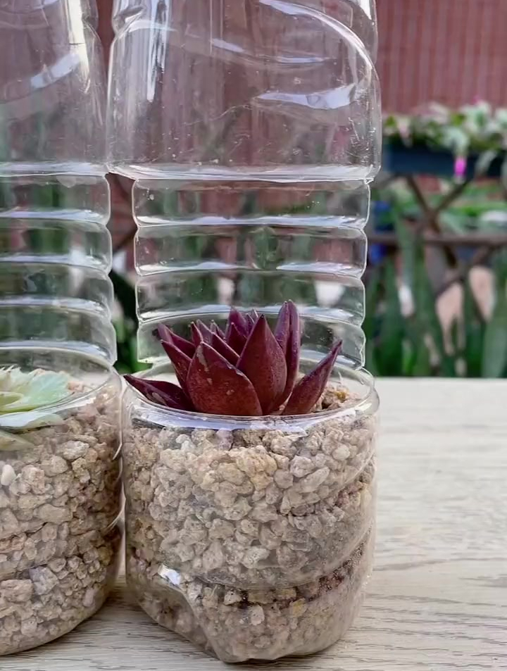 用矿泉水瓶种多肉观赏性高操作简单一看就会