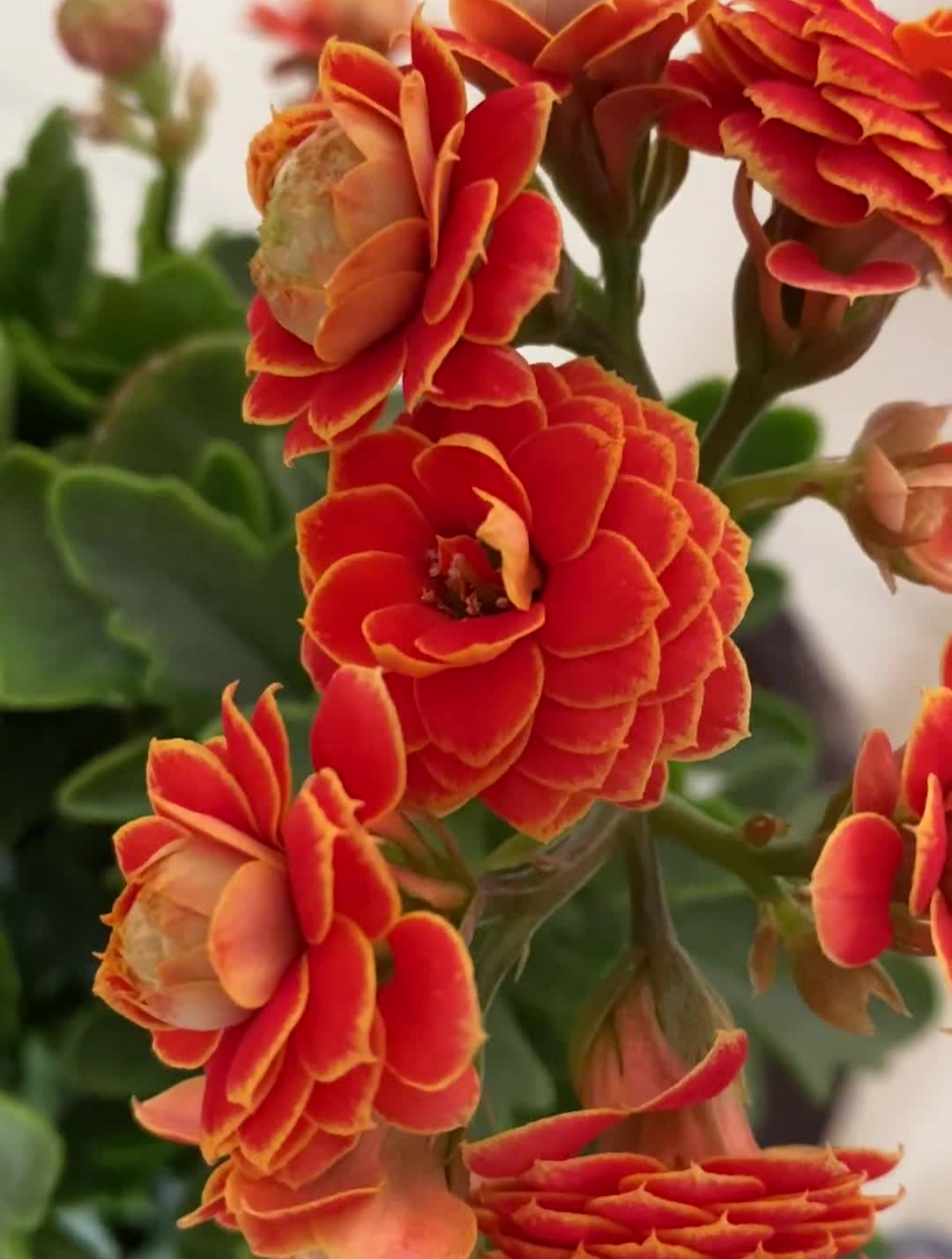 金狐狸长寿花赏花听音乐快来看花开了做人要像花一样-度小视