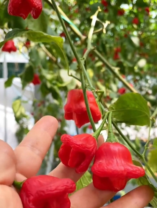 春播辣椒别种普通品种,试试"风铃椒",既好吃观赏性也强!