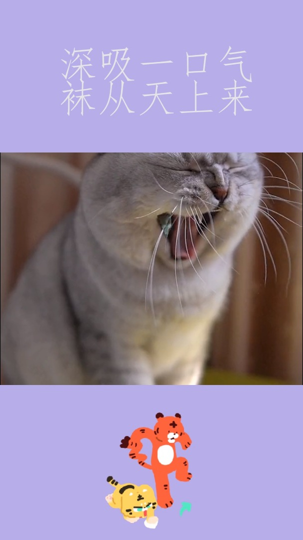早晨起来深吸一口气,袜子飞到嘴里,猫咪竟然是受害者!