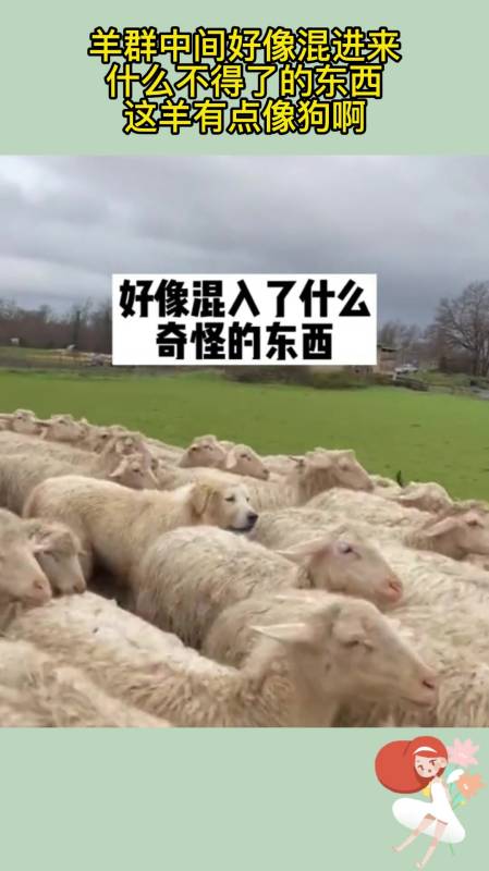 羊群中间好像混进来什么不得了的东西这羊有点像狗啊