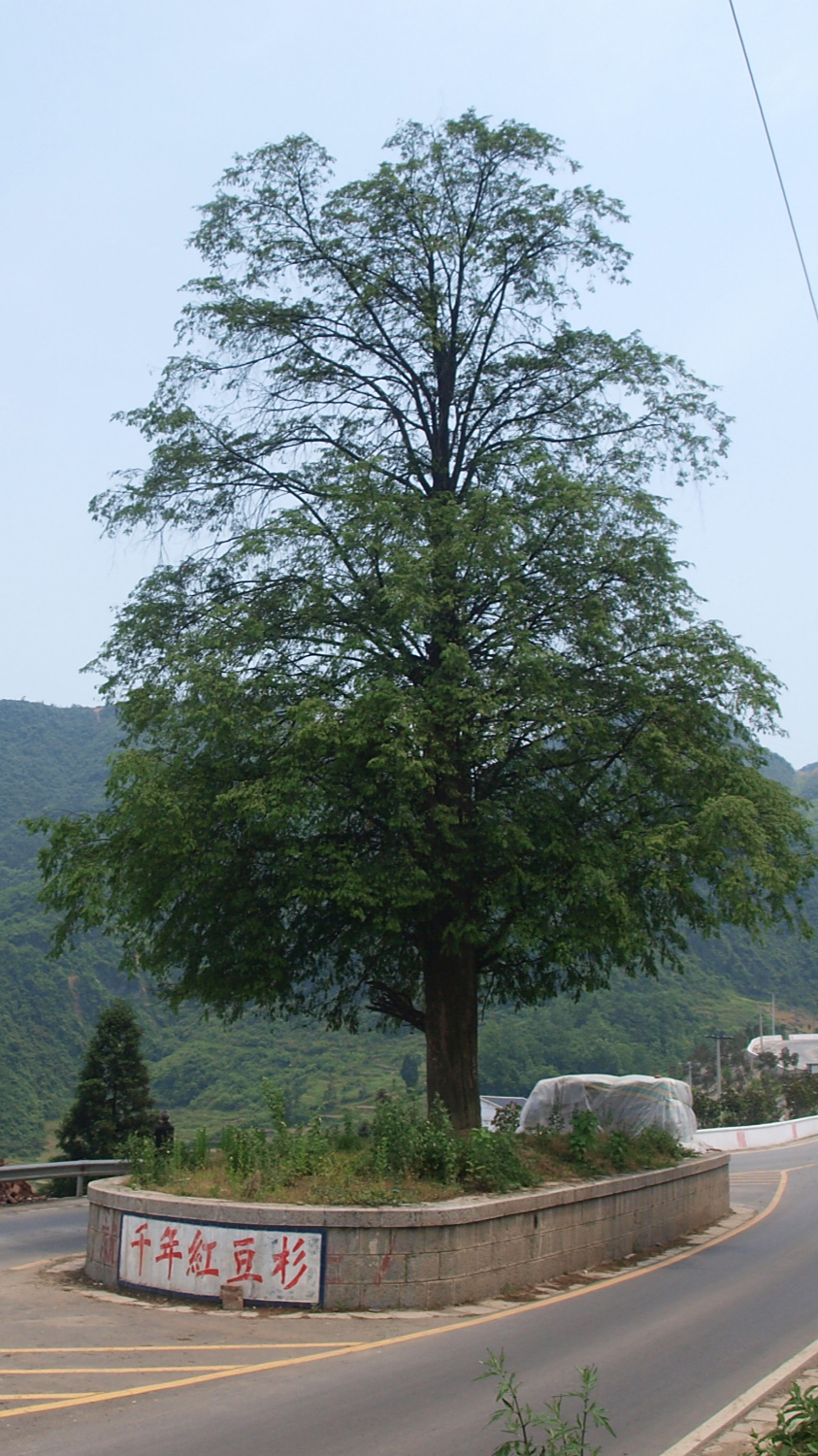 千年红豆杉 七绝
