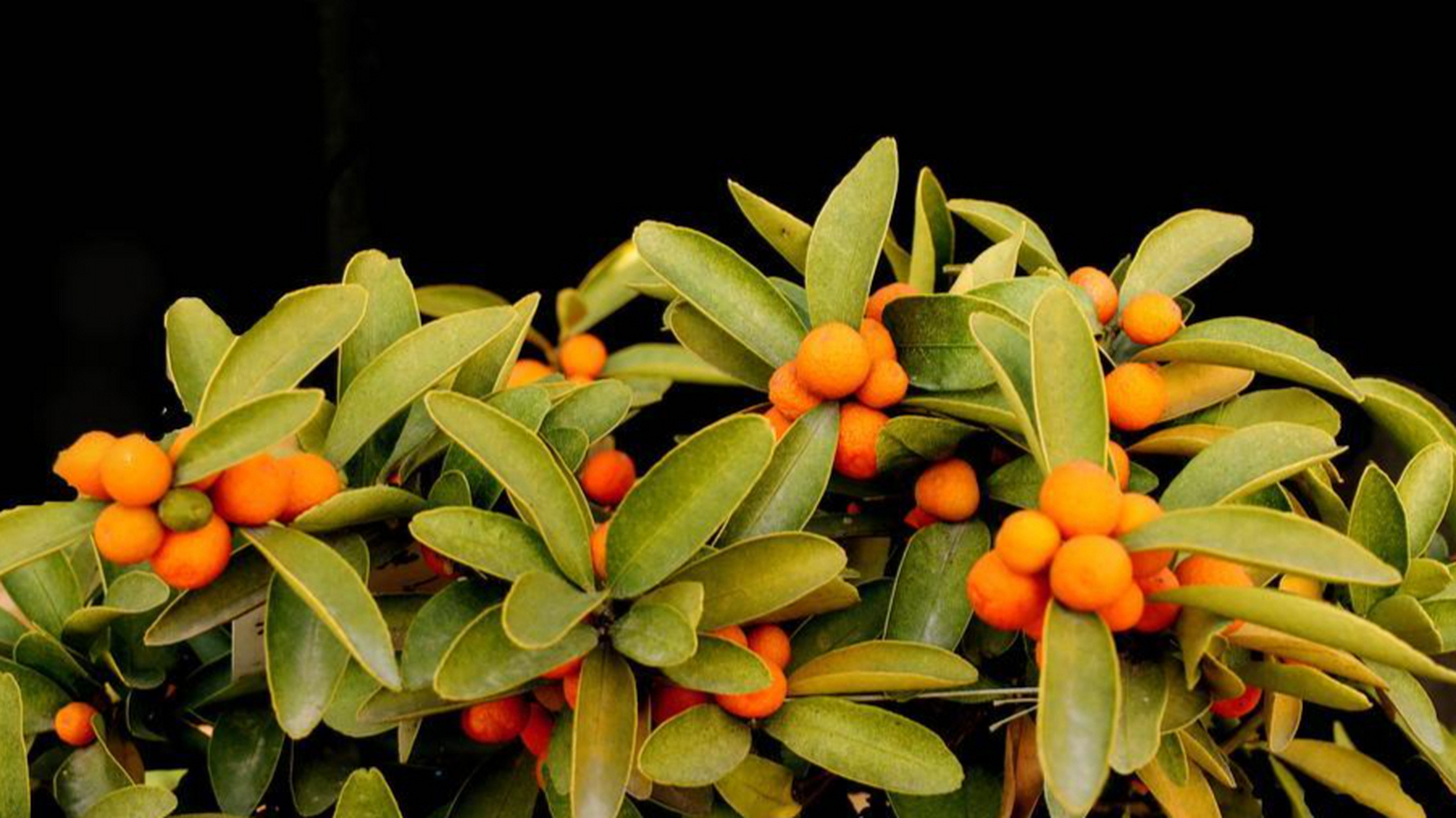 金豆是一种金色,圆形,亮丽的植物种子,寓意着富贵,吉祥,团圆和美满.