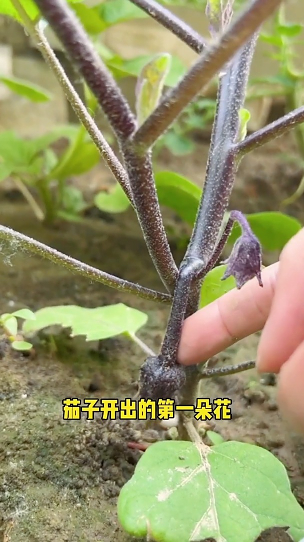 茄子在生长过程中为什么要摘掉门茄呢你知道吗