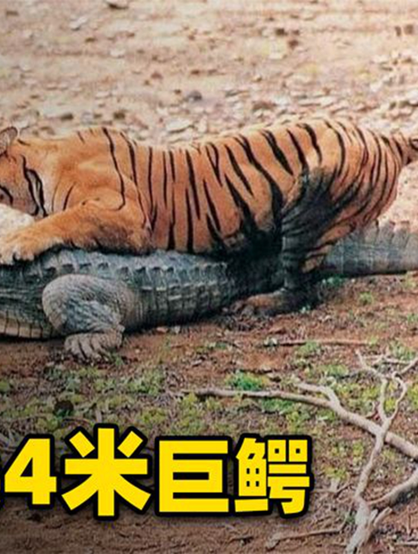 虎王"玛琪莉",单杀4米鳄鱼!走位风骚,实力强大!-度小视
