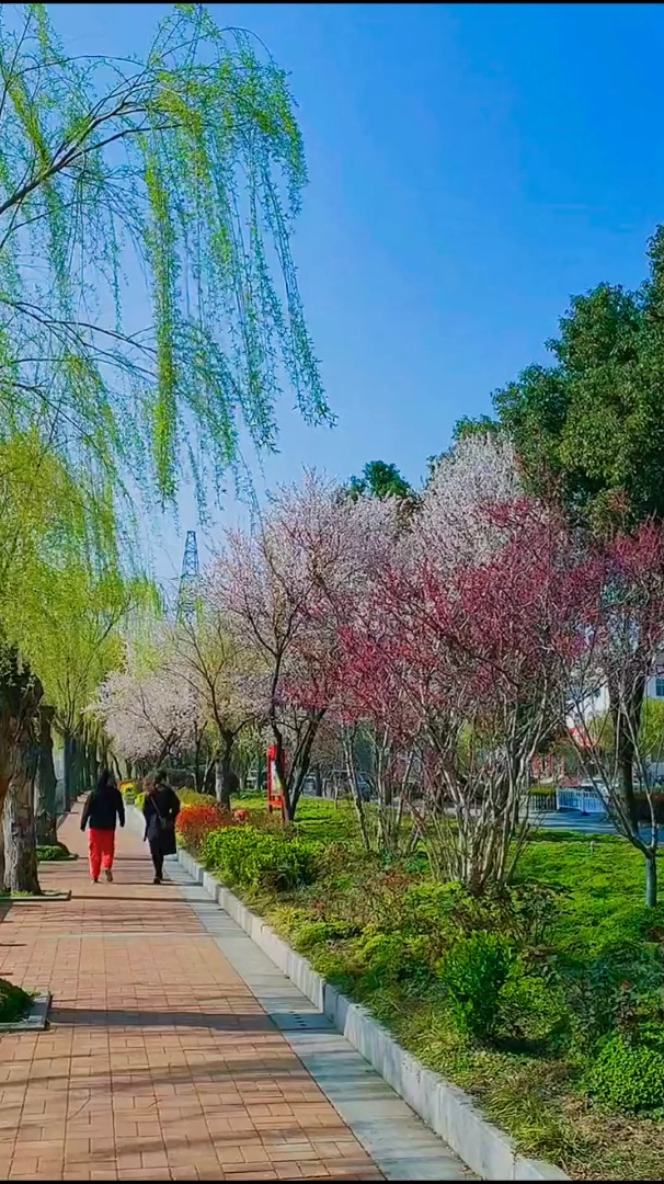 欣赏风景治愈人间最美三月天桃红柳绿醉春烟春天的信早