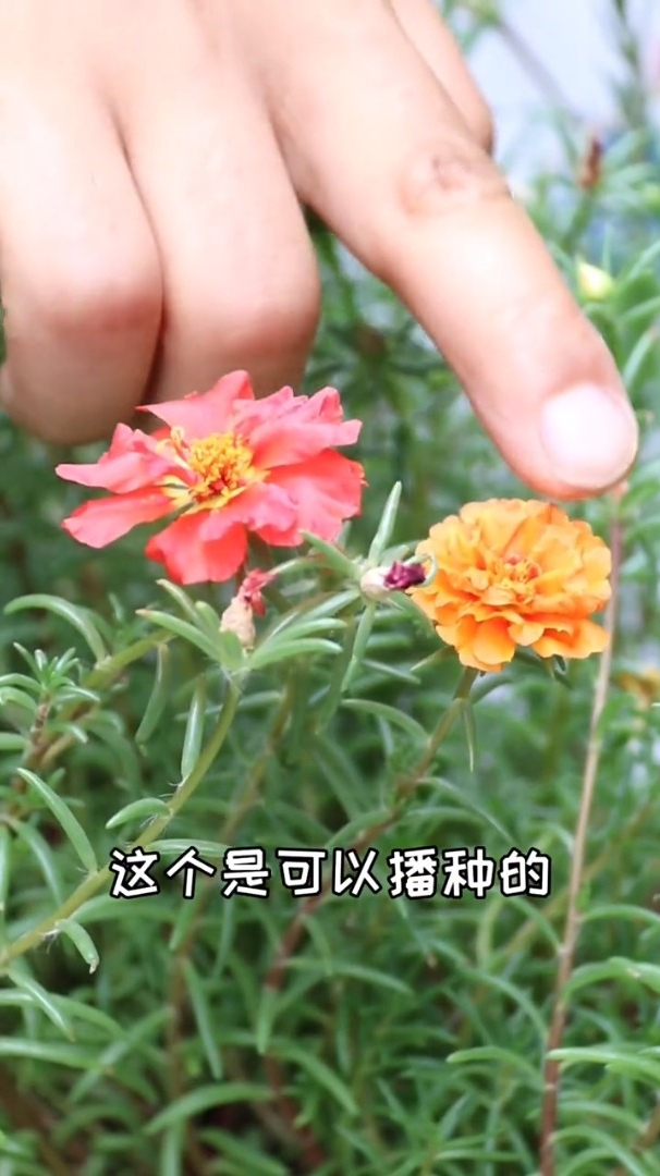 可以播種的重瓣太陽花開完花會長種子明年春天還能發芽開花