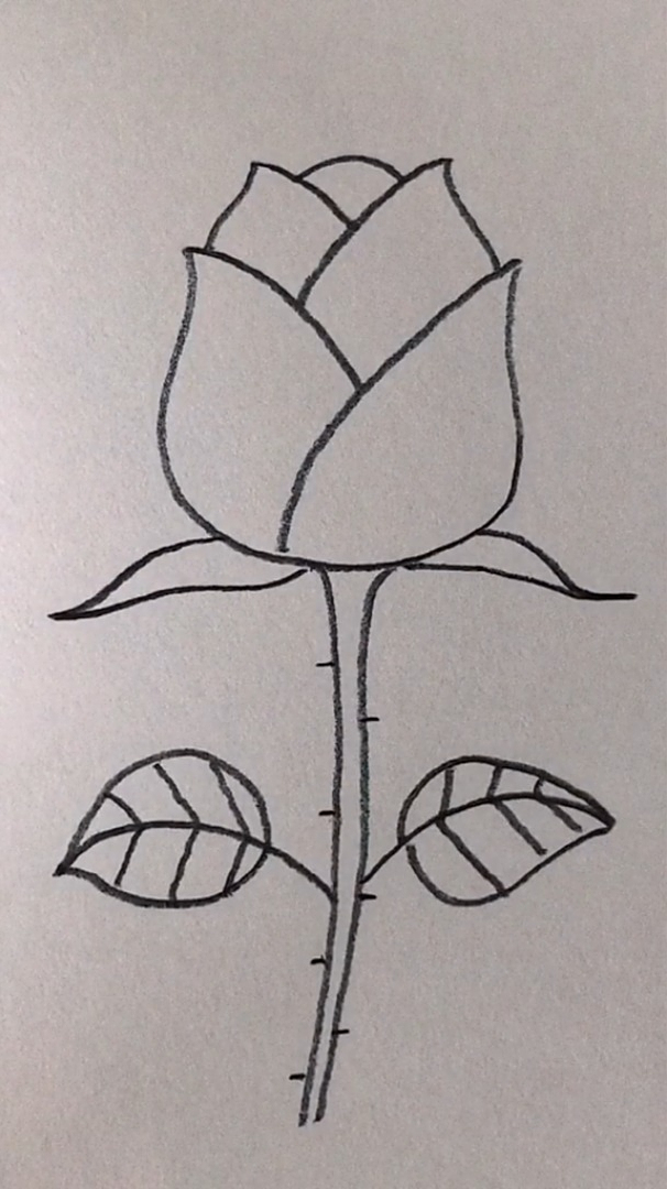 铅笔画;简简单单画朵玫瑰