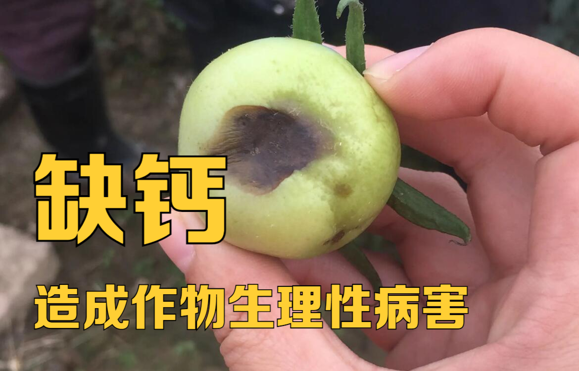 蔬菜缺钙了,也都知道补钙,但没效果,原因:补钙的时机搞岔劈了