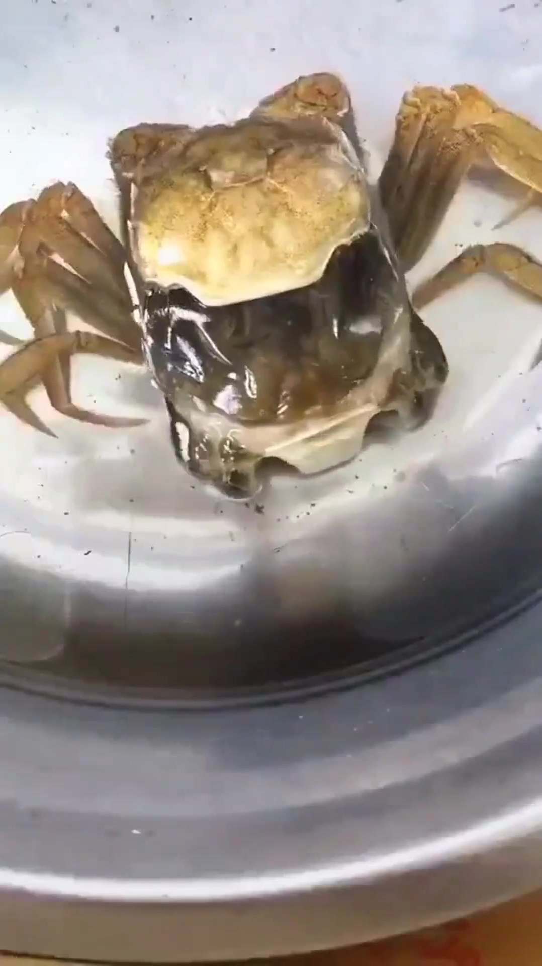 第一次见螃蟹脱壳,眼前这一幕,真是把我给震惊了!