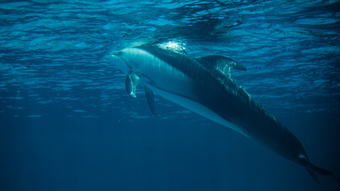 珠海横琴岛长隆国际海洋王国旅游攻略