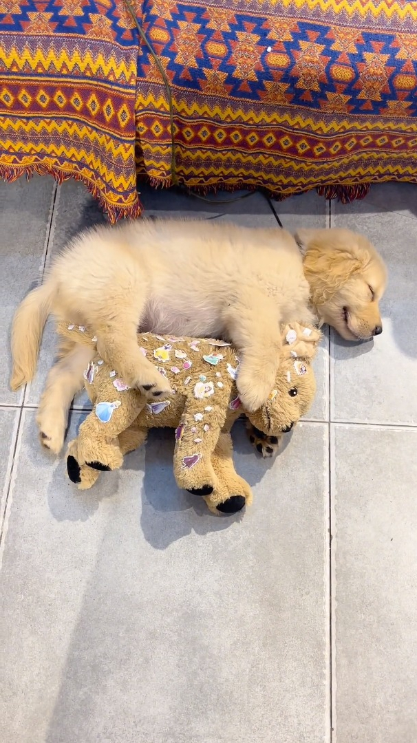 宜家小狗:听我说～谢谢你～赛级双血统金毛-度小视