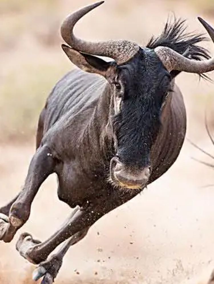 角马过激的动作不但没有让小角马站起来,反而加重了它的伤势2