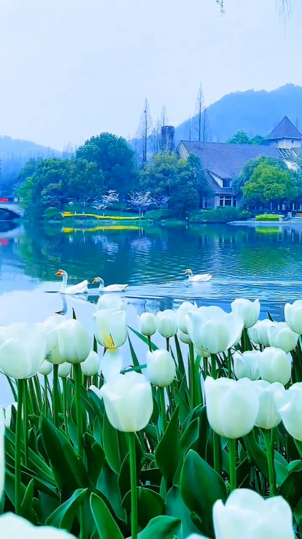 风景视频素材喜欢拿走 唯美意境 荷塘美景 山水如画-度小视