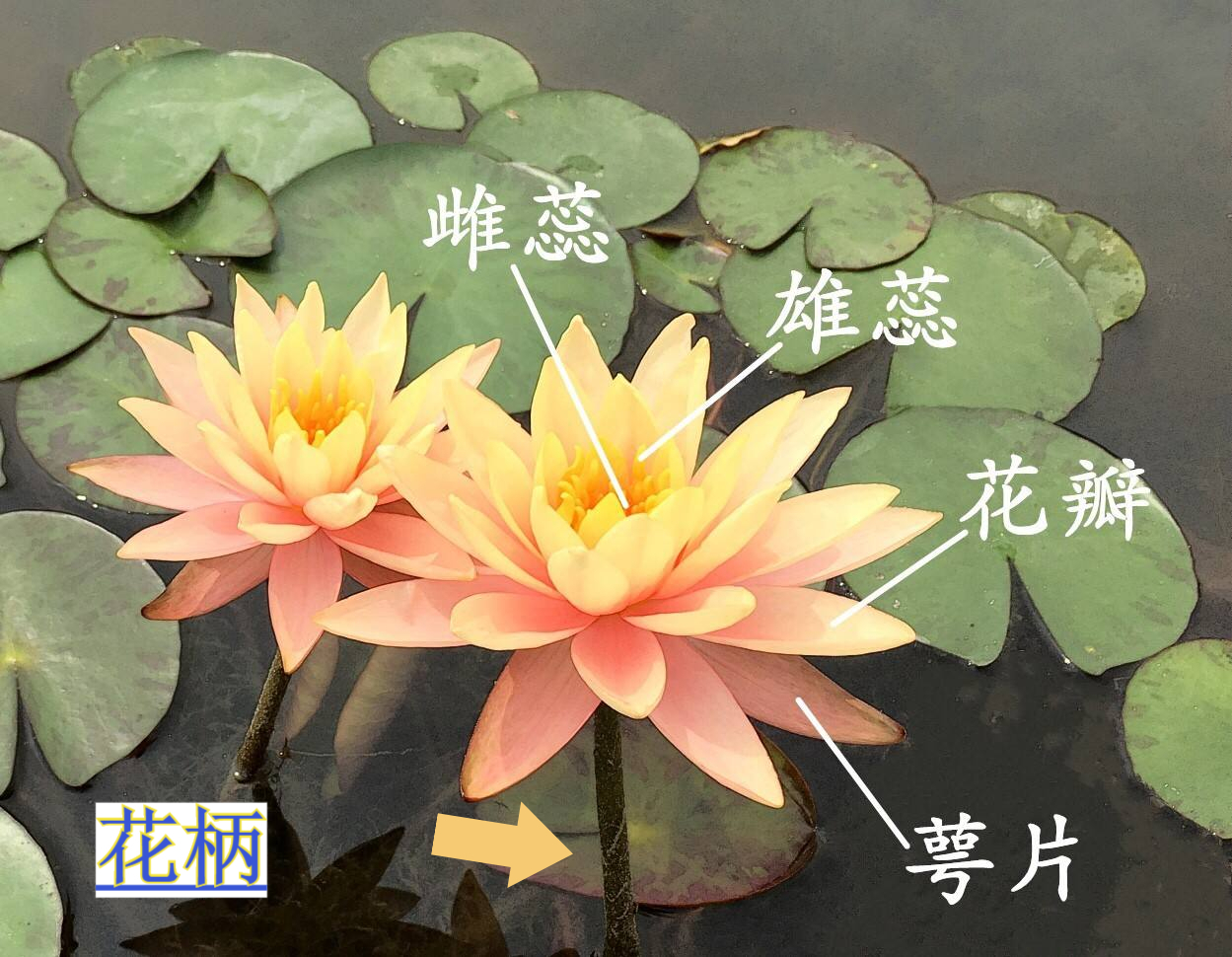 荷花各个部位的名称详细