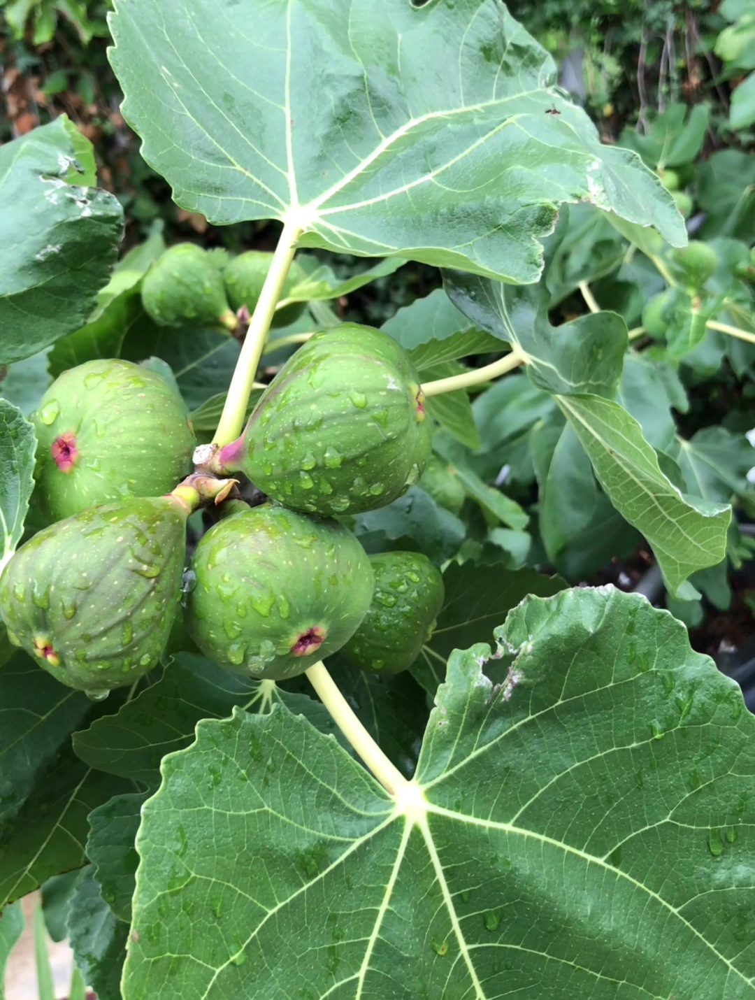 雨中的无花果 云南