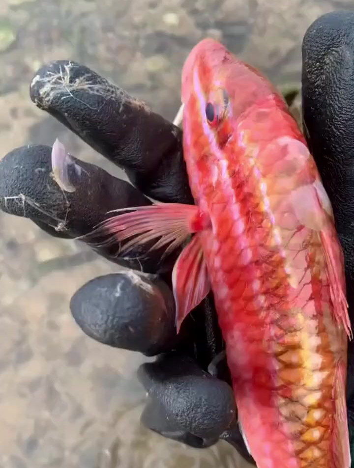 今天赶海抓到一只红色海鲤鱼,还有好多漂亮鱼