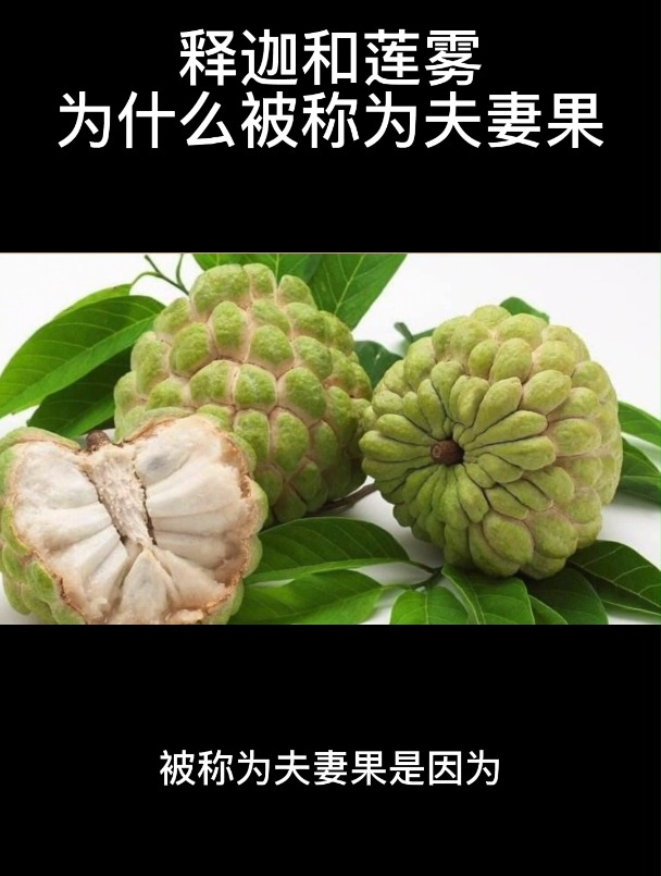 释迦和莲雾为什么被称为夫妻果-度小视