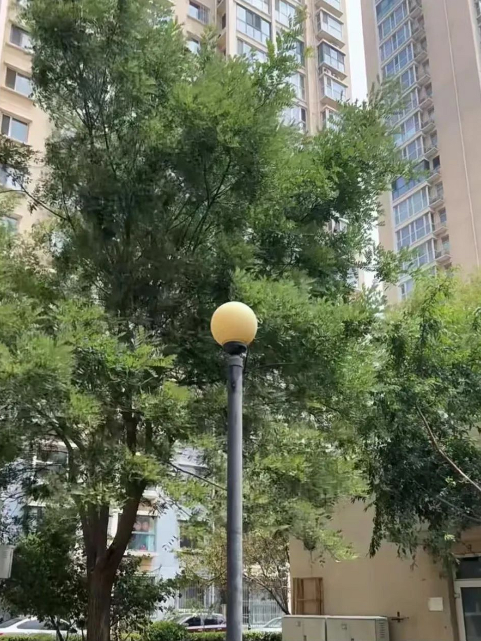 近视3-400度,没戴眼镜,走在街上,抬头看了这个大个瓜,还有好多葡萄.