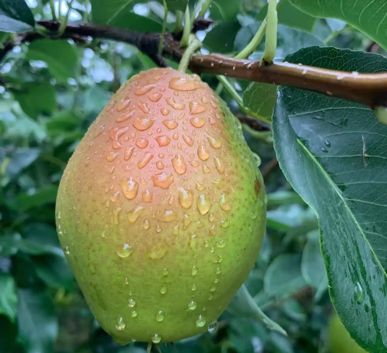 「助农」可以和新疆库尔勒香梨媲美的陕西红香酥梨成熟了