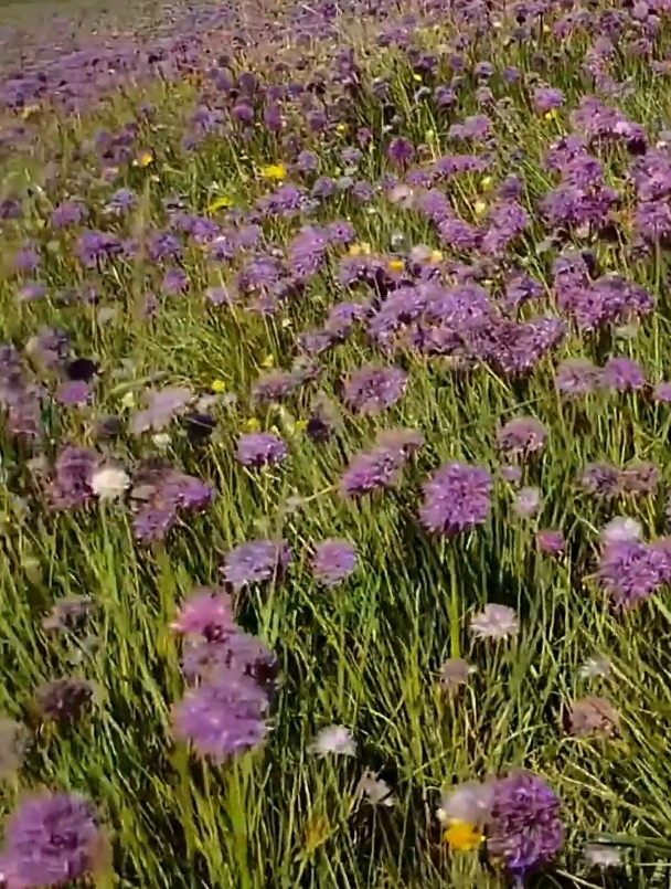 高原上的野葱花盛开了,漫山遍野-度小视