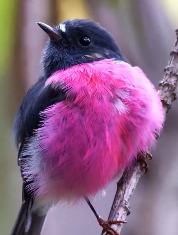 粉红鸲鹟,现分布于澳大利亚和纽西兰一带