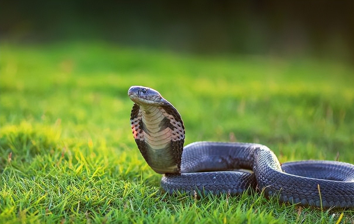 广东小区发现十几条眼镜蛇为什么剧毒眼镜蛇频繁出现在小区内