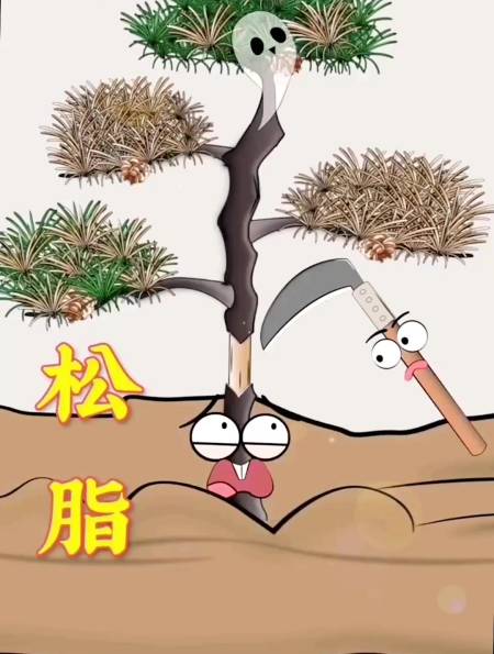 你知道松树是怎么取松脂的吗?-度小视