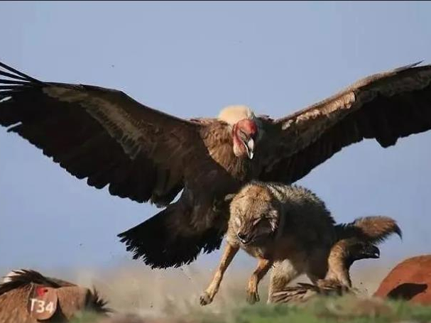 罕见!金雕突袭狼群,七只狼成为"腹中餐",金雕真是狼的天敌?