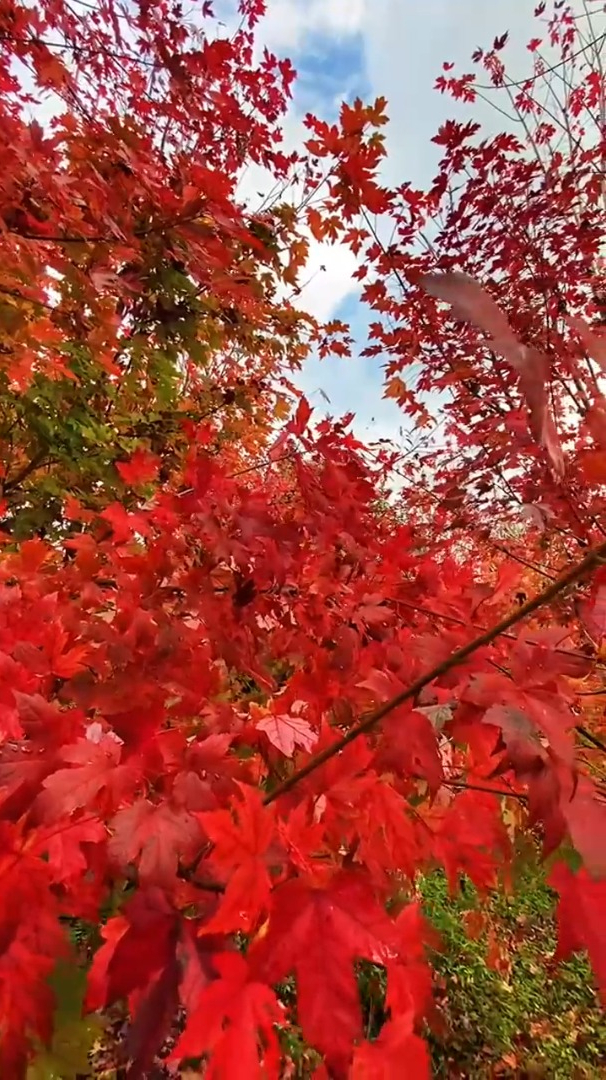航拍风景欣赏红叶最多情一语寄相思摘一片红枫