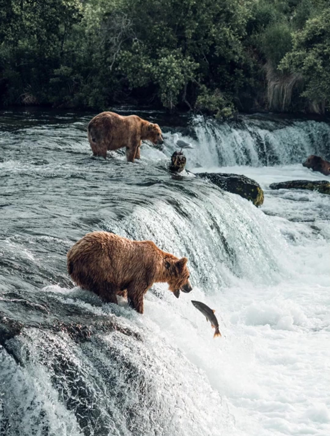 棕熊集团下水抓鱼,别看样子像个铁憨憨,捕鱼技术一流