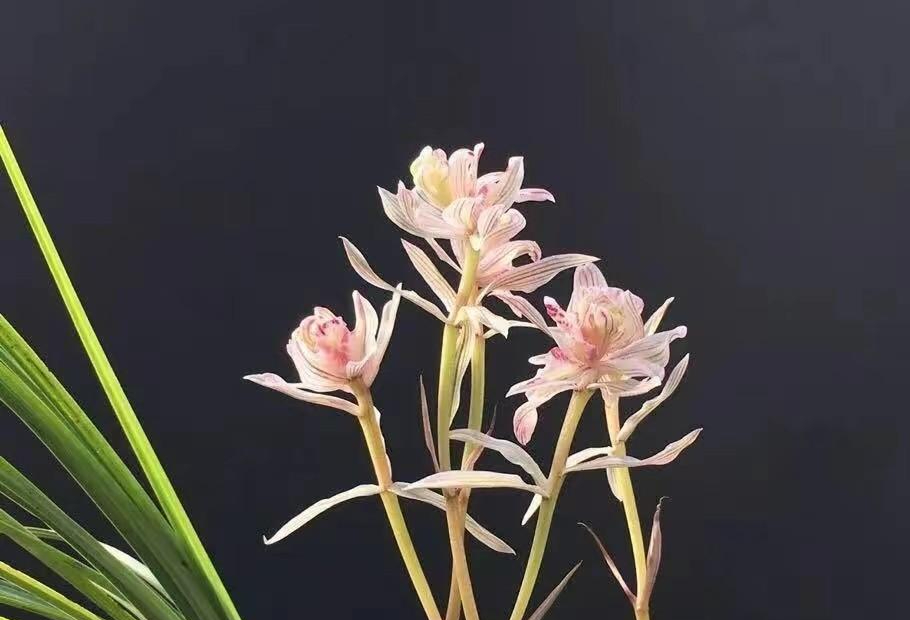 2004年男子便宜卖掉一棵兰花后来该花卖出290万男子求入股被拒