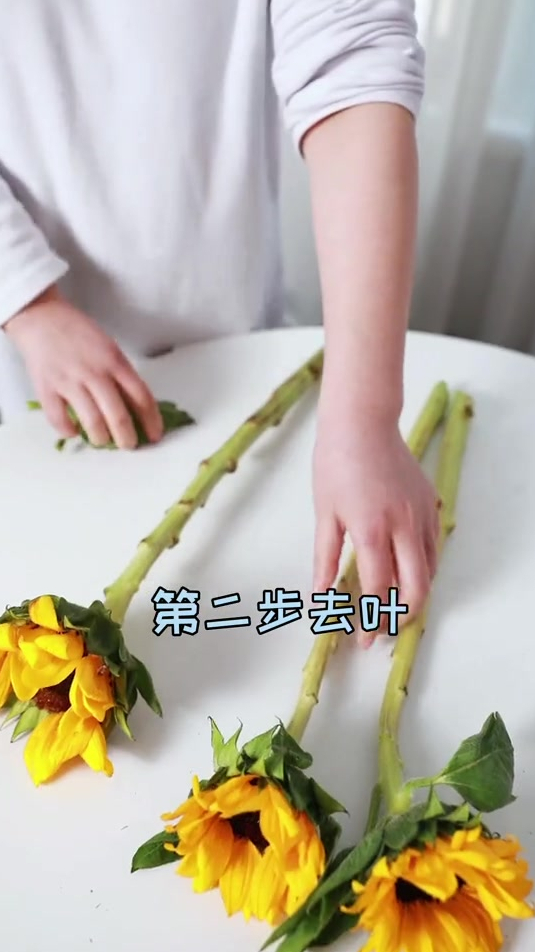 向日葵醒花养护教程来了深水醒花