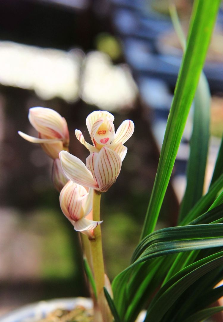 莲瓣兰精品粉红色荷瓣,出水芙蓉,花高出架,色彩鲜艳,值得收藏