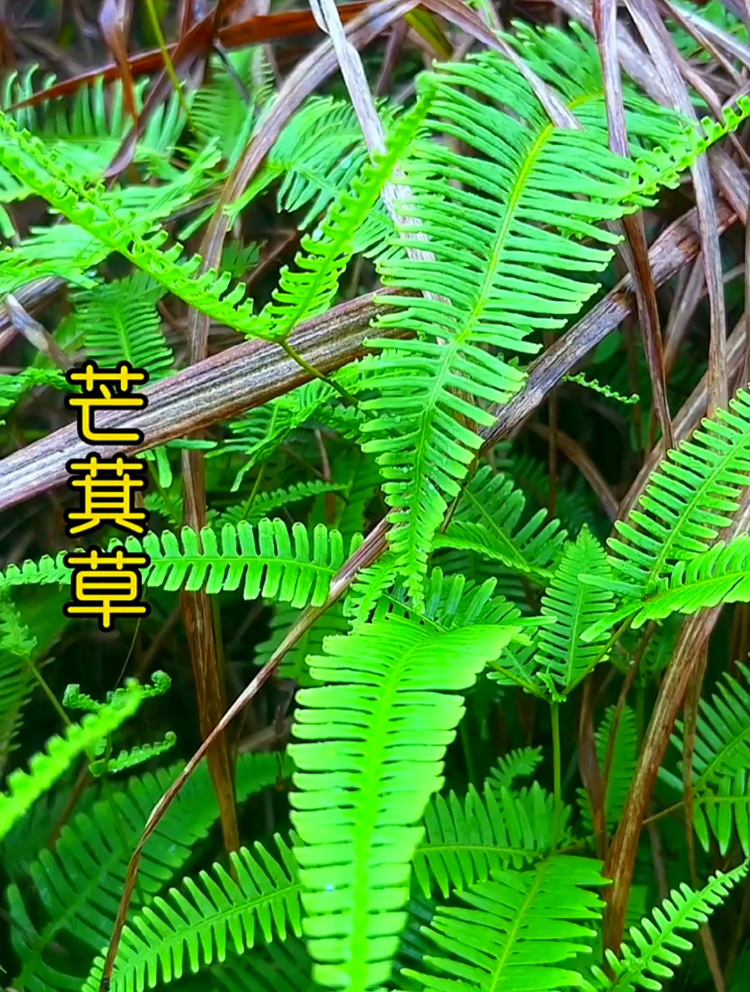 植物科普:芒萁草,在小时候经常当柴火烧,它还有哪些作用?