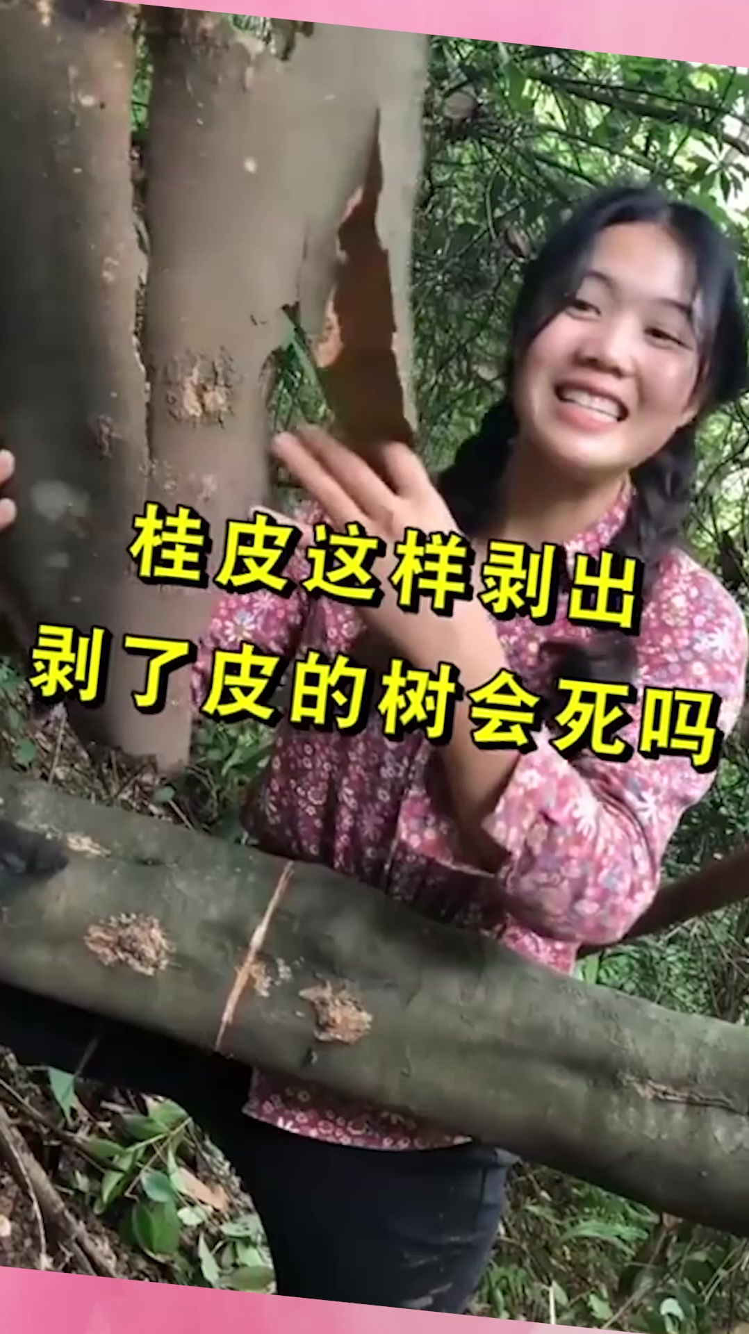 奇趣:桂皮这样剥出,剥了皮的树会死吗,竟有这讲究手法真是长见识了